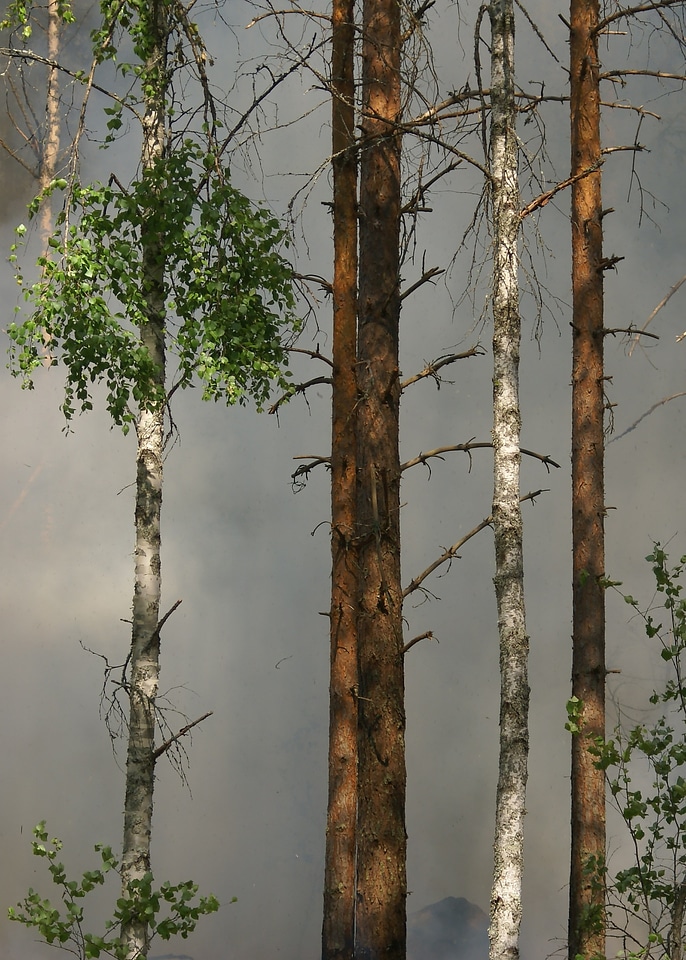 Conservation båtfors nature