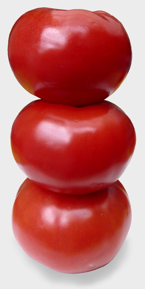 Grown solanum lycopersicum xitomatl