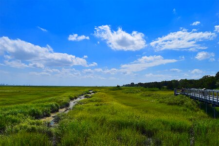 Grass nature landscape