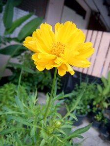 Flower the star fluorescent