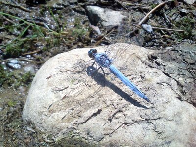 Blue nature wings