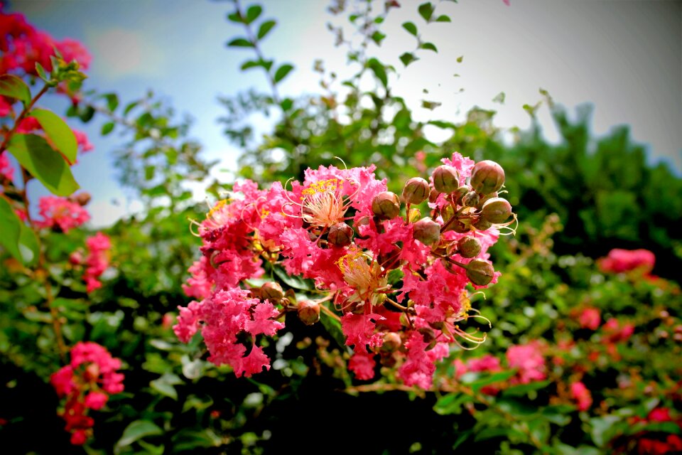 Summer flowers nature