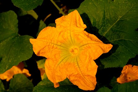 Pumpkin flower yellow photo