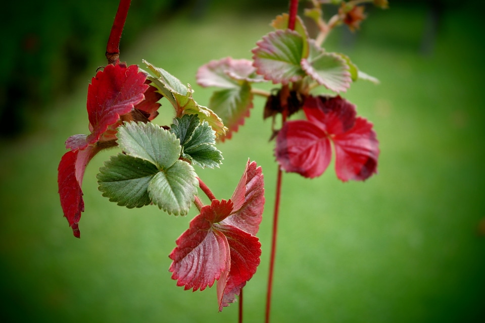 Autumn color strawberry