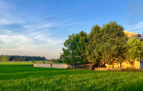 Home ye tian in rice field