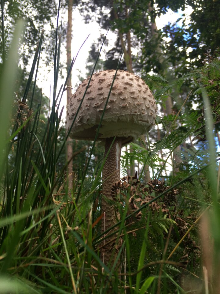 Nature forest mold