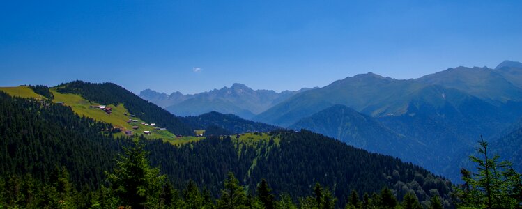 Forest pine trees photo