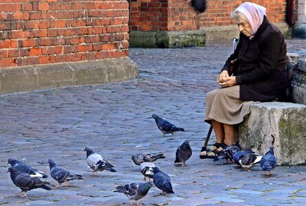 Feeding pigeons riga