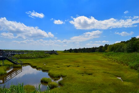 Grass nature landscape