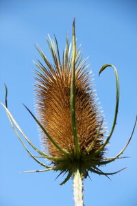 Plant close up nature