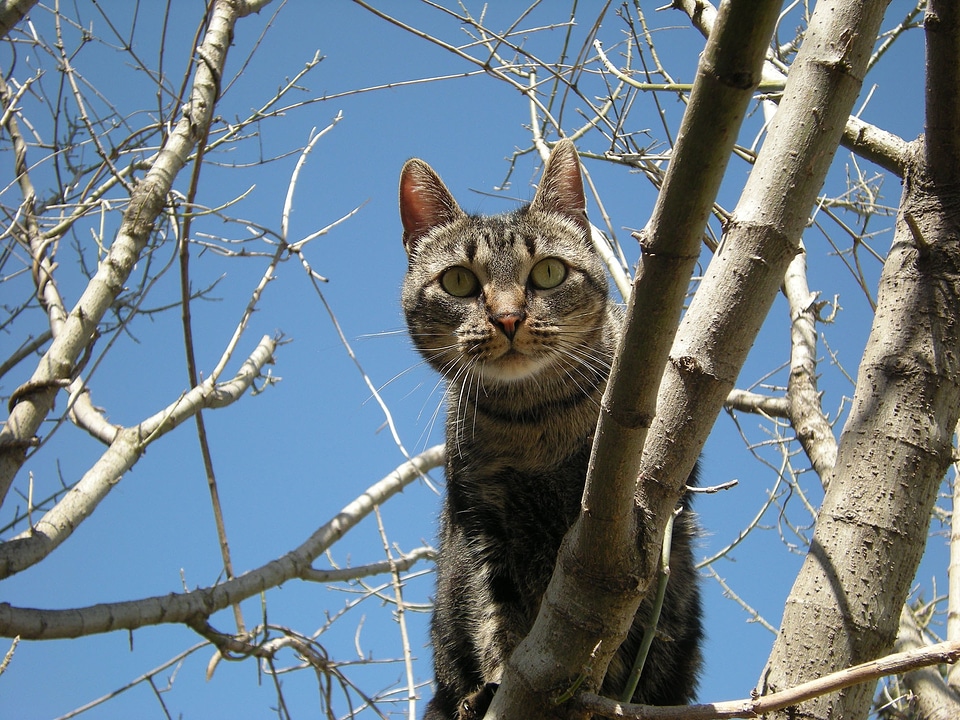 Feline pet blue pets