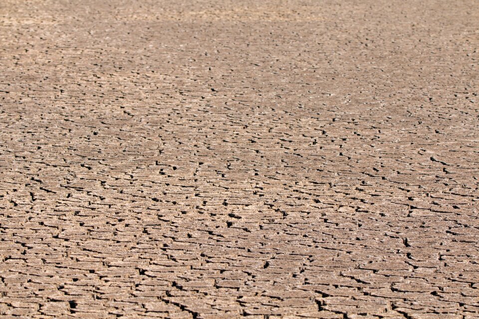Dehydrated dry swamp