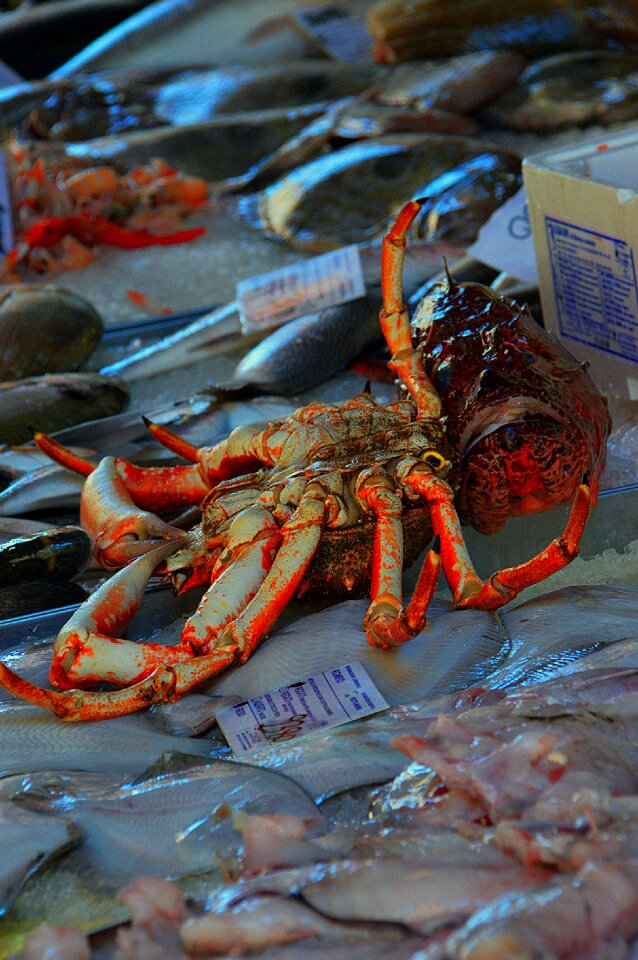 Sea living sea creatures