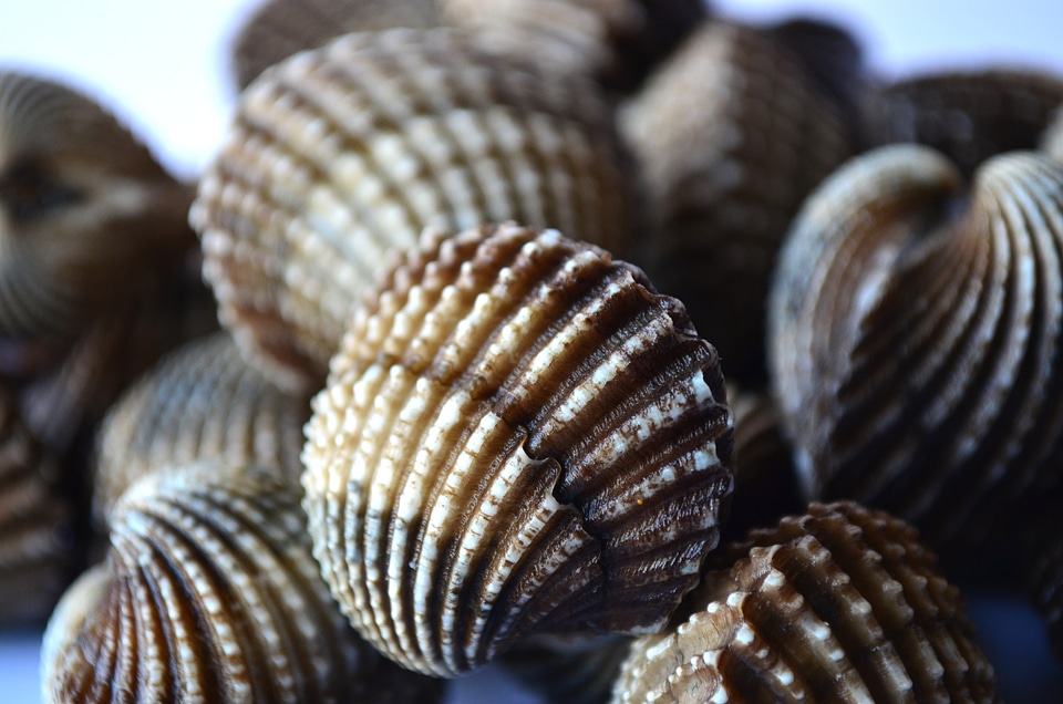 Marine seafood pile