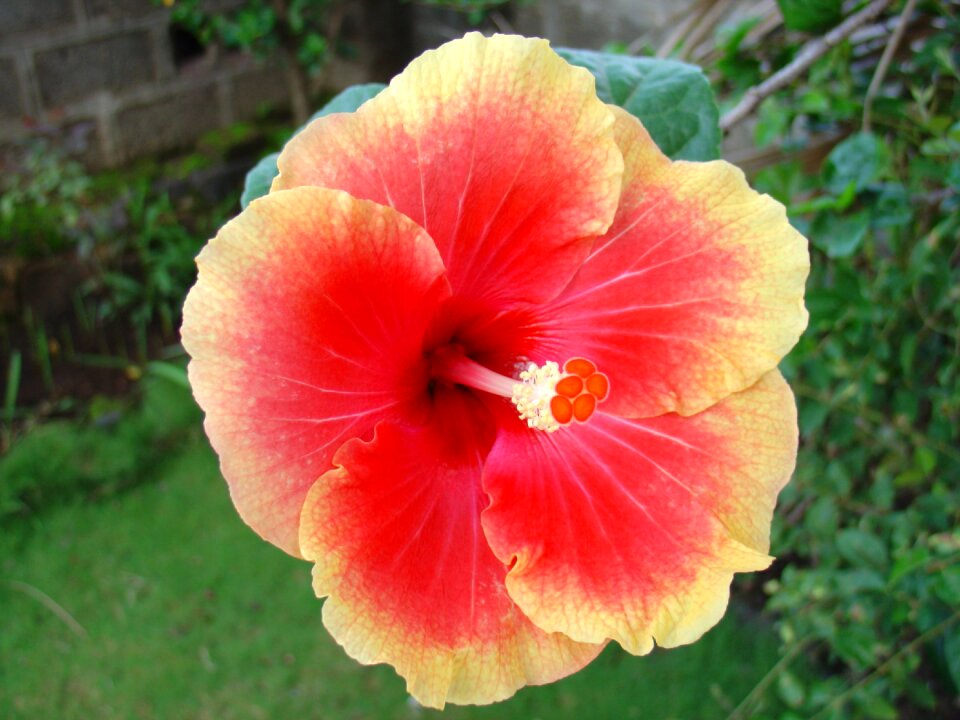 Garden natural floral