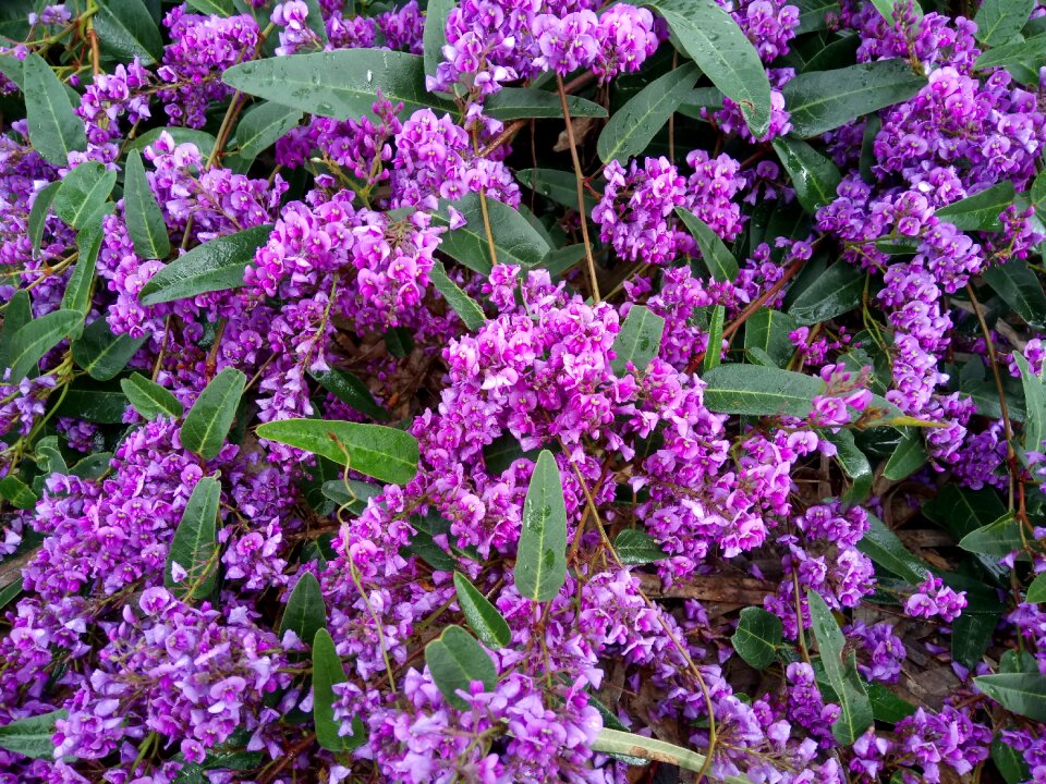 Purple blossoms flowers