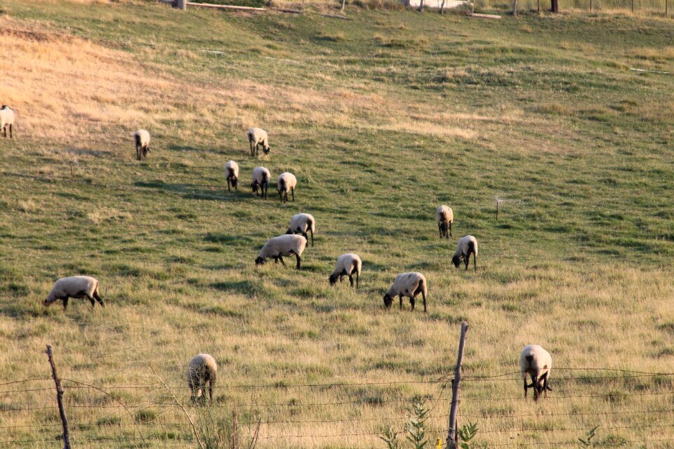 Cute mammal livestock