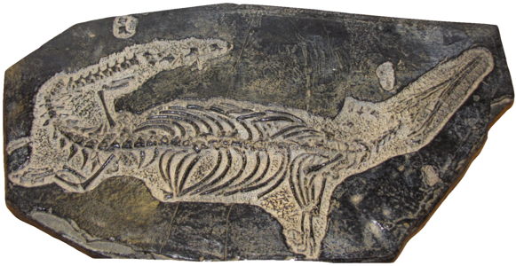 Reptile mesosaurus cynognathus