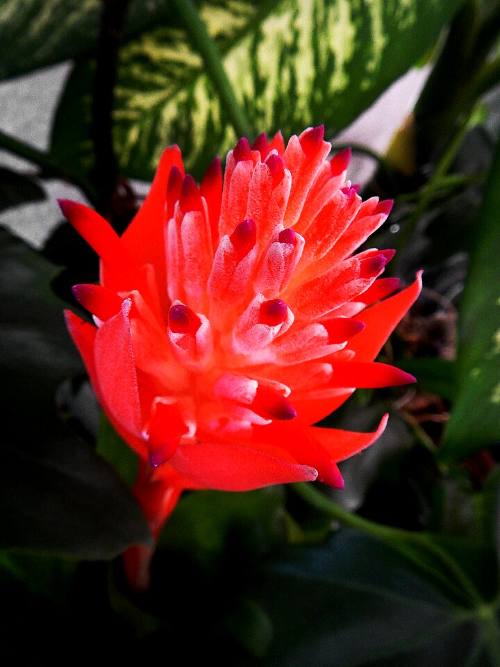 Exotic flower network blum