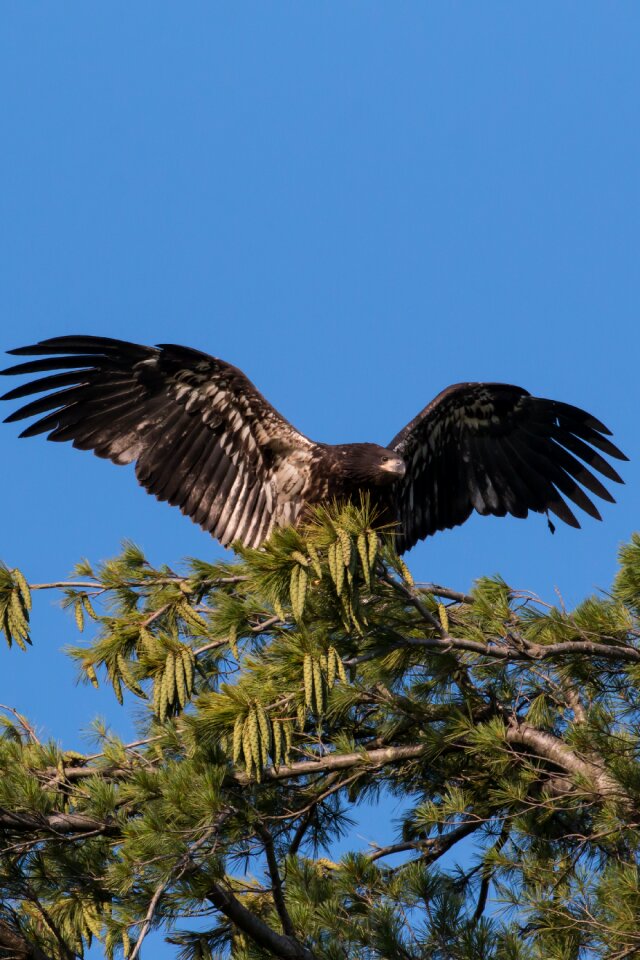 Hawk predator wildlife photo