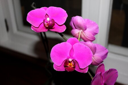 Flowers nature orchid pink photo