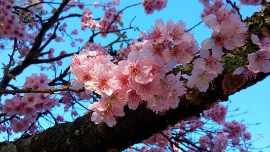 Cherry delicate flowers twigs
