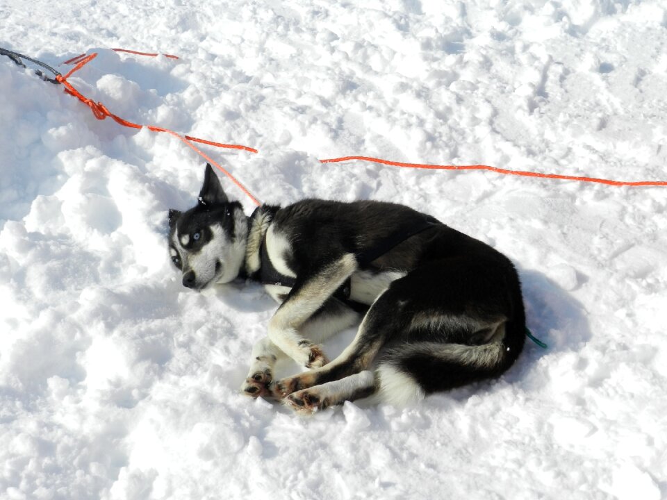 Race sleds dog sled race