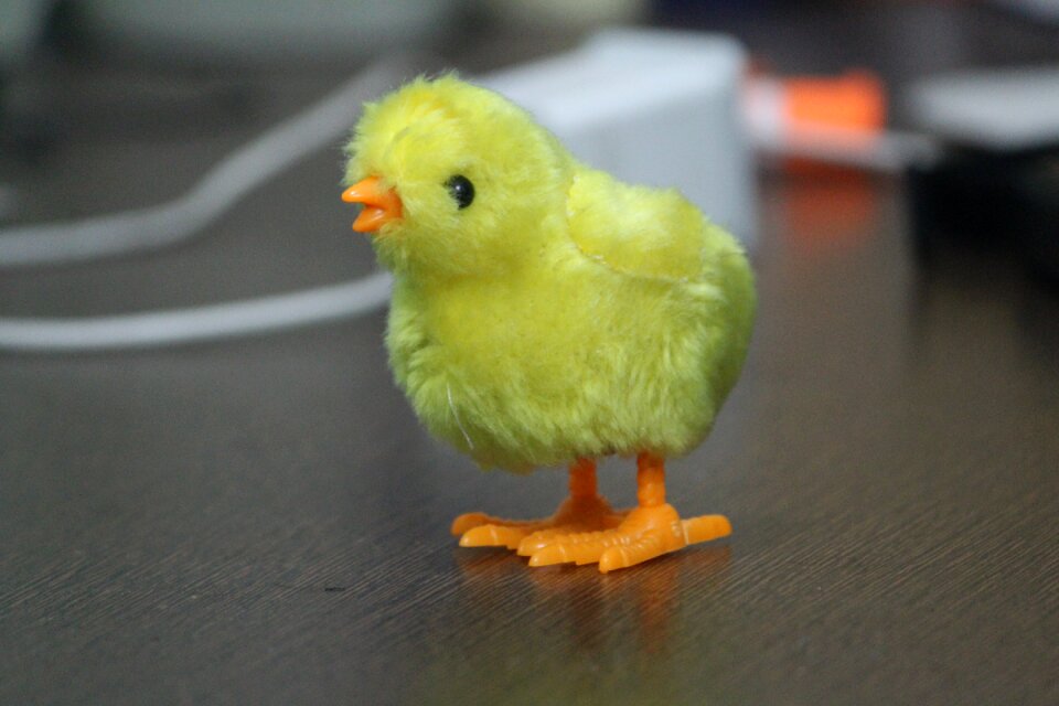 Chu chu cute
