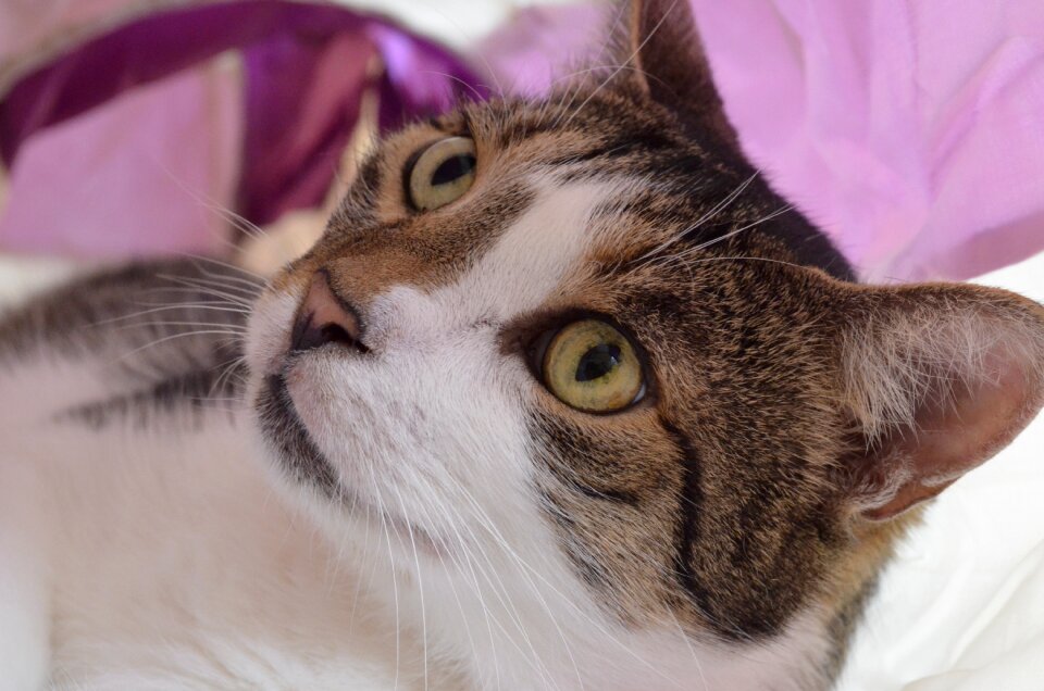Cat pet Free photos