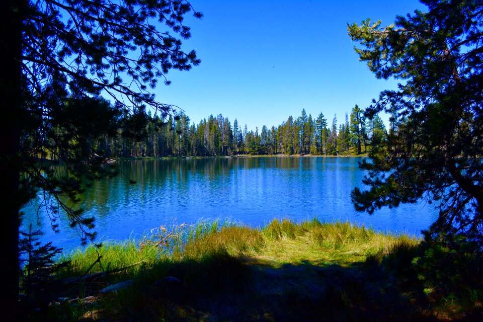 Trees outdoor scenic