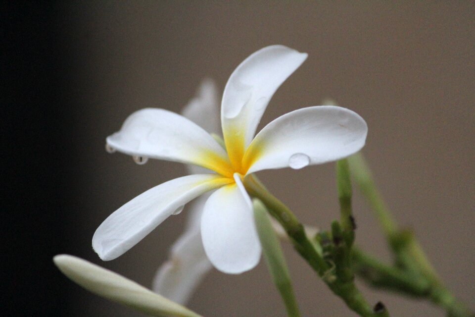 Plumeria obtusa apocynaceae flower