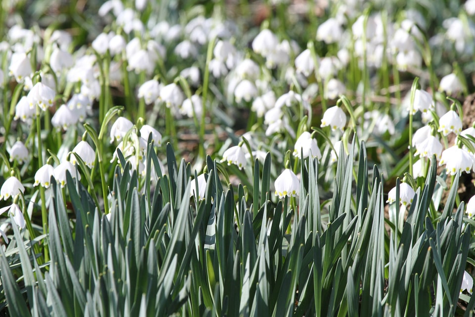 White flower maerzgloeckchen
