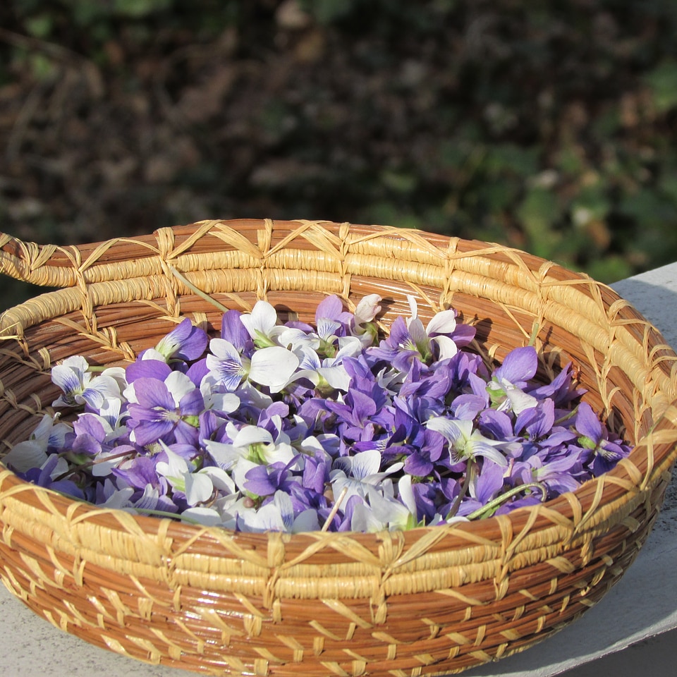 Flower blossom purple