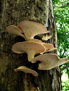 Fungi tree shelf photo