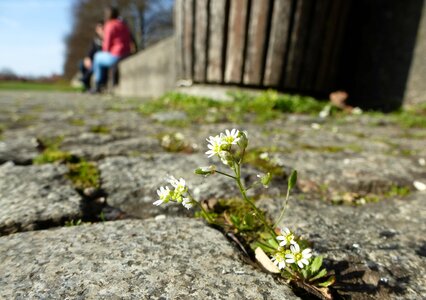 Small small flower white