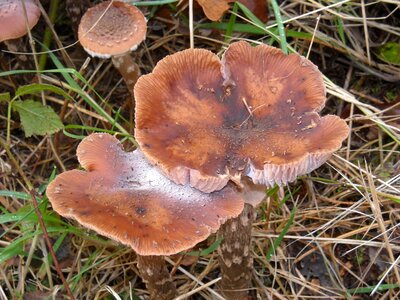 Champignon fungus natuur