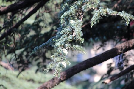 Young immature seeds pinus