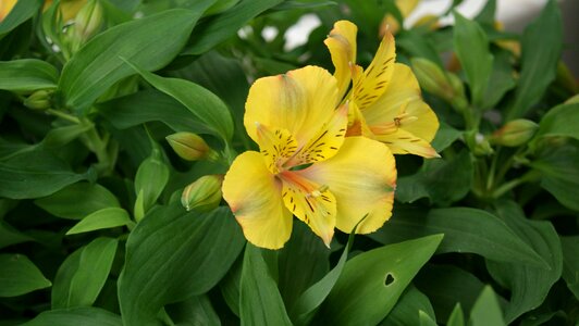 Lily yellow oranienburg