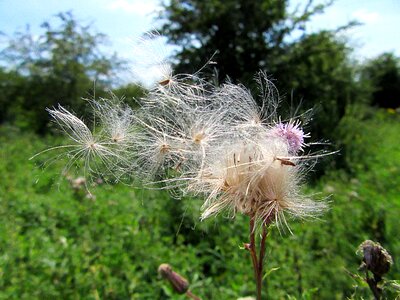 Wind seed nature
