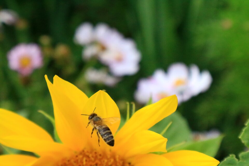 Nature yellow pollination