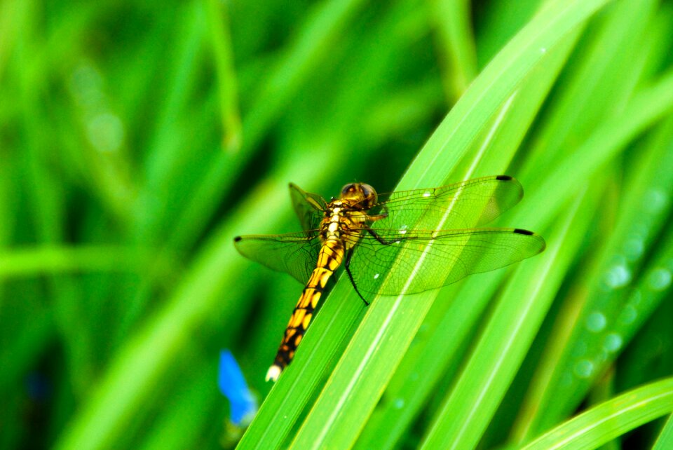 Nature bug animal