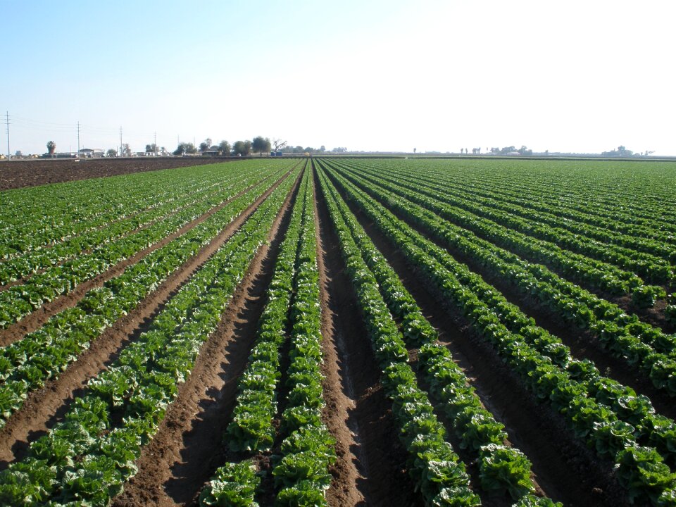 Plant farm farming