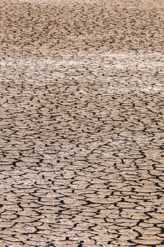 Dehydrated dry swamp