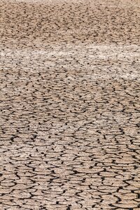 Dehydrated dry swamp