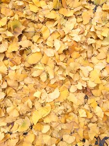 Ginkgo yellow autumn