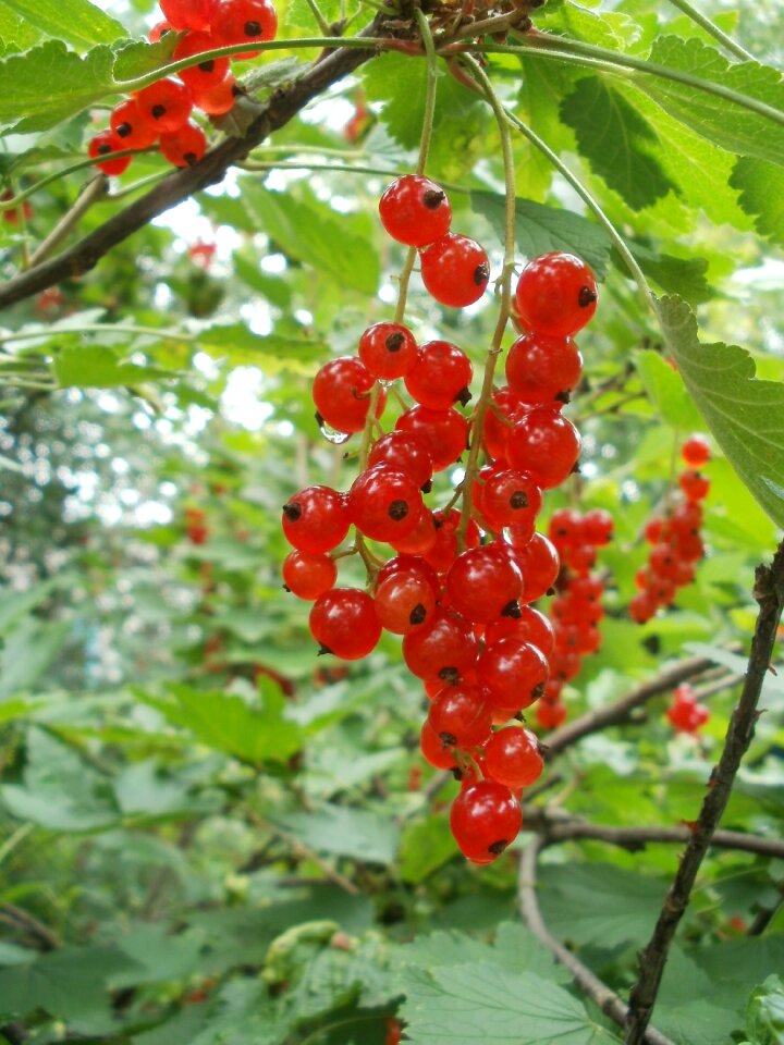 Red summer harvest
