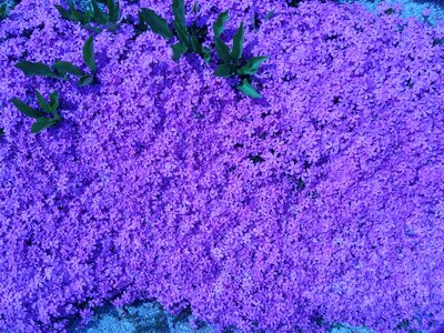 Nature flowers pink flower