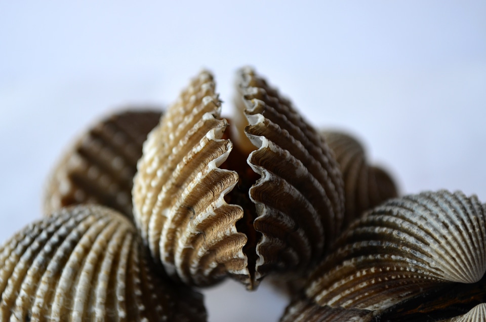 Marine seafood pile
