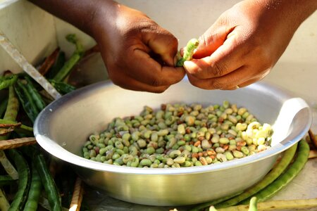 Fair beans agriculture photo