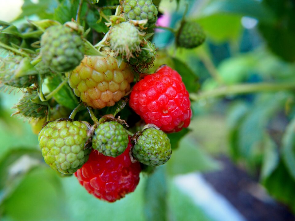 Fruits berries red photo